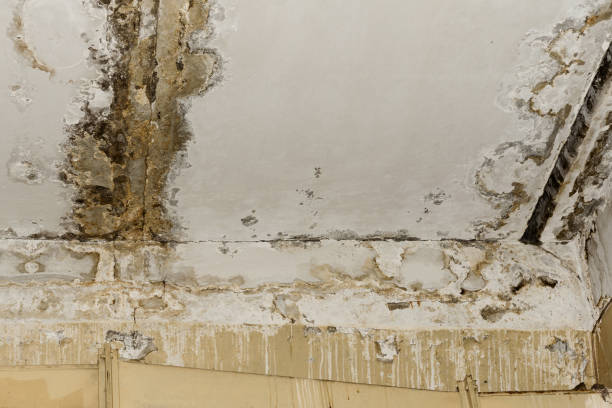 Best Emergency Mold Remediation  in Clarkdale, AZ