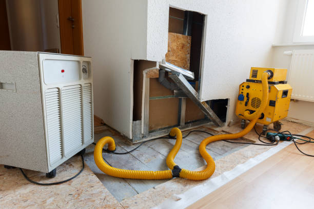 Professional Mold Removal in Clarkdale, AZ