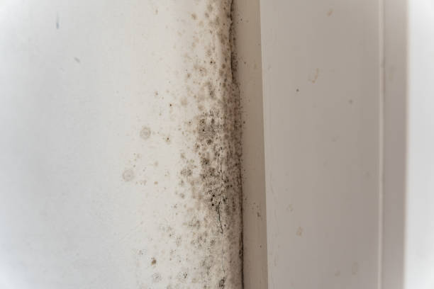  Clarkdale, AZ Mold Removal Pros